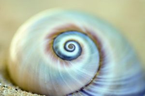 istock_000002829074mediummuschel